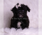 Small #1 Morkie