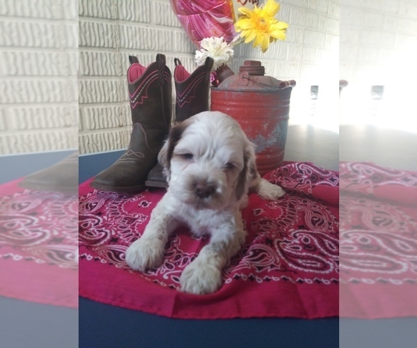 Medium Photo #1 Cocker Spaniel-Poodle (Miniature) Mix Puppy For Sale in SHIPSHEWANA, IN, USA