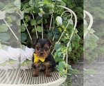 Small #3 Yorkshire Terrier