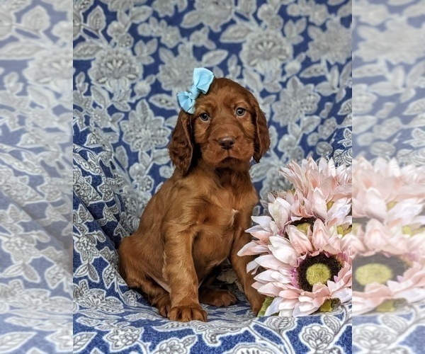 Medium Photo #3 Irish Setter Puppy For Sale in QUARRYVILLE, PA, USA
