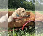 Small #2 Golden Retriever
