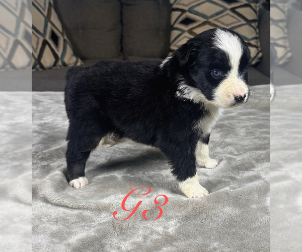 Medium Photo #37 Australian Shepherd Puppy For Sale in SALISBURY, NC, USA