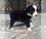 Small Photo #37 Australian Shepherd Puppy For Sale in SALISBURY, NC, USA