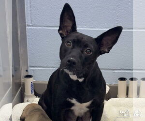 Lakeland Terrier-Unknown Mix Dogs for adoption in Washington, DC, USA