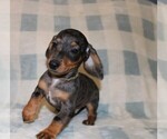 Small #5 Dachshund