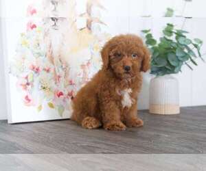 Goldendoodle Puppy for sale in BEL AIR, MD, USA