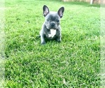 Small Photo #5 French Bulldog Puppy For Sale in MIDLOTHIAN, TX, USA