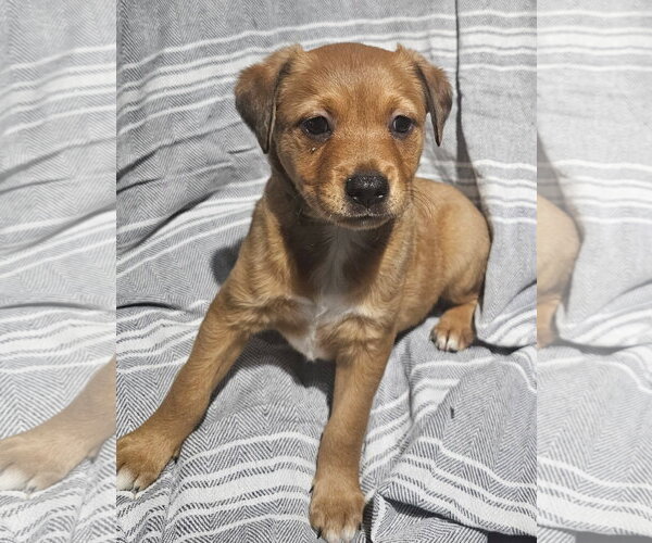 Medium Photo #1 Labrador Retriever-Unknown Mix Puppy For Sale in Royal Palm Beach, FL, USA