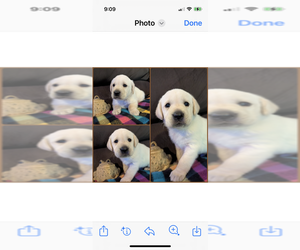 Medium Labrador Retriever