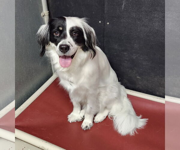 Medium Photo #1 Border Collie-Unknown Mix Puppy For Sale in Fargo, ND, USA