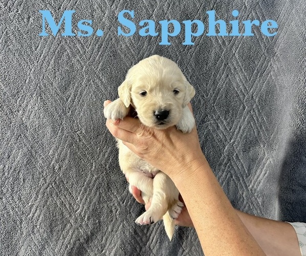 Medium Photo #7 English Cream Golden Retriever Puppy For Sale in ELLENSBURG, WA, USA