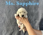 Puppy Sapphire English Cream Golden Retriever