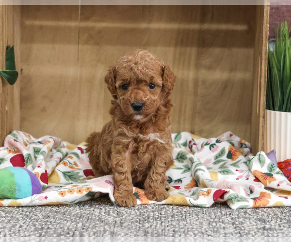 Medium Photo #3 Poodle (Miniature) Puppy For Sale in SYRACUSE, IN, USA
