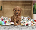 Small #2 Poodle (Miniature)