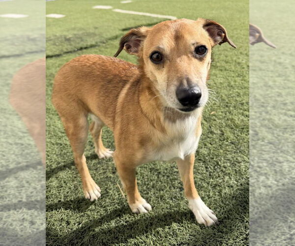 Medium Photo #2 Chihuahua-Unknown Mix Puppy For Sale in Raleigh, NC, USA