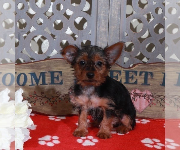 Medium Photo #2 Yorkshire Terrier Puppy For Sale in MOUNT VERNON, OH, USA