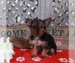 Small #1 Yorkshire Terrier
