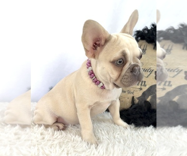 Medium Photo #4 French Bulldog Puppy For Sale in LAKE CITY, FL, USA