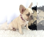 Small #3 French Bulldog
