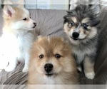 Small Photo #6 Pomsky Puppy For Sale in WOODSTOCK, CT, USA