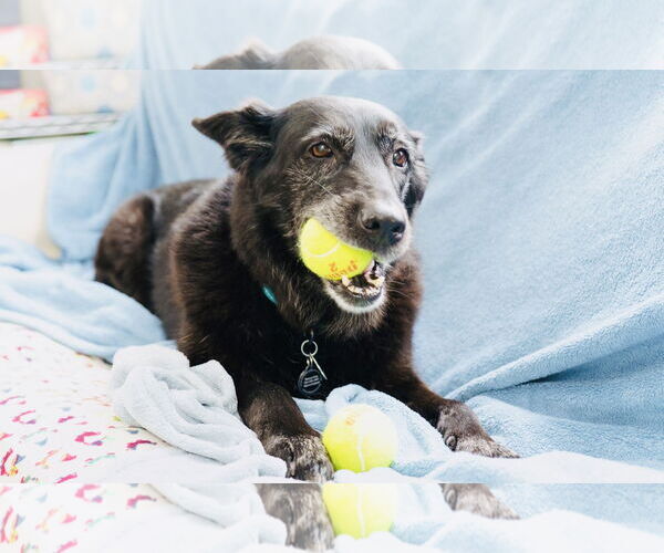 Medium Photo #7 Shepradors Puppy For Sale in Princeton, MN, USA