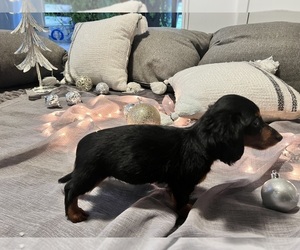 Dachshund Puppy for Sale in JOHNSTON, Rhode Island USA