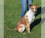 Small Photo #3 Collie-Greyhound Mix Puppy For Sale in Huntley, IL, USA