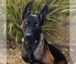 Small #1 German Shepherd Dog Mix