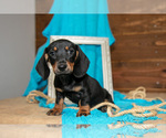 Small #2 Dachshund