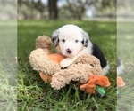 Small #6 Miniature Australian Shepherd