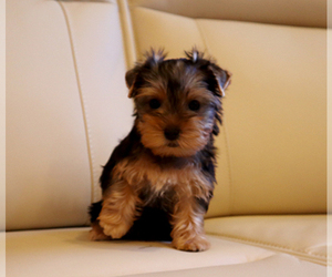 Yorkshire Terrier Puppy for sale in LOS ANGELES, CA, USA