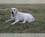 Small Photo #4 Labrador Retriever Puppy For Sale in ROCKWOOD, TN, USA