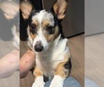 Small #1 Pembroke Welsh Corgi