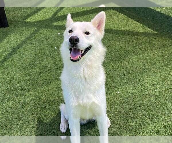 Medium Photo #1 Siberian Husky Puppy For Sale in Orange, CA, USA