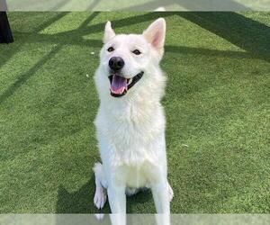 Siberian Husky Dogs for adoption in Orange, CA, USA