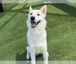 Small Siberian Husky