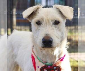 Labrador Retriever-Unknown Mix Dogs for adoption in San Antonio, TX, USA