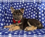Small Photo #4 Labrador Retriever-Sharberian Husky Mix Puppy For Sale in LINCOLN UNIV, PA, USA