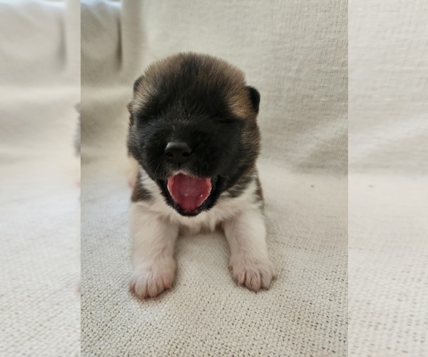 Medium Photo #7 Akita Puppy For Sale in STRAFFORD, MO, USA