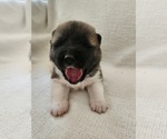 Small #6 Akita