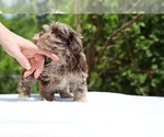 Small #4 ShihPoo