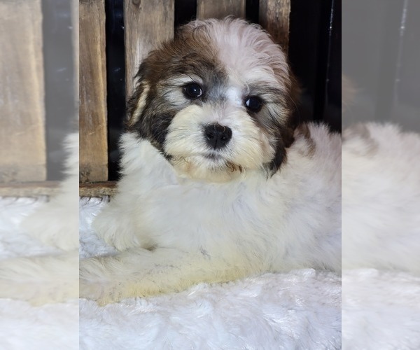Medium Photo #3 Schnoodle (Miniature) Puppy For Sale in HATTIESBURG, MS, USA