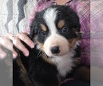 Small #6 Bernese Mountain Dog