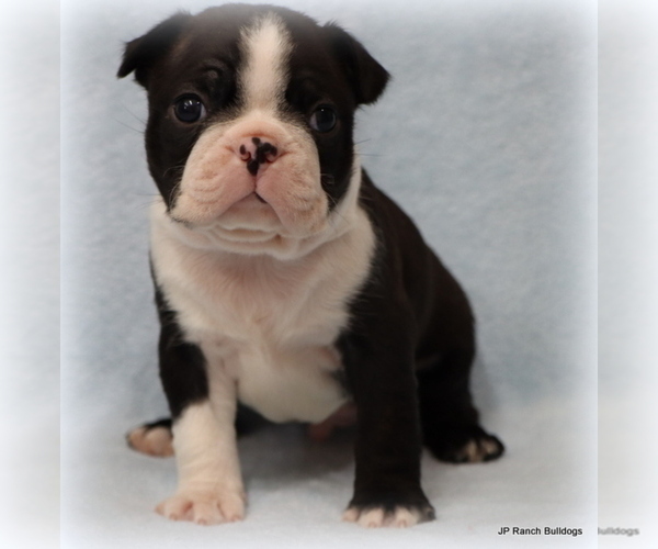 Medium Photo #18 Boston Terrier Puppy For Sale in WINNSBORO, TX, USA