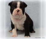 Small Photo #18 Boston Terrier Puppy For Sale in WINNSBORO, TX, USA