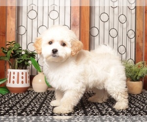 Medium Maltipoo (Miniature)