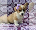 Small #3 Pembroke Welsh Corgi