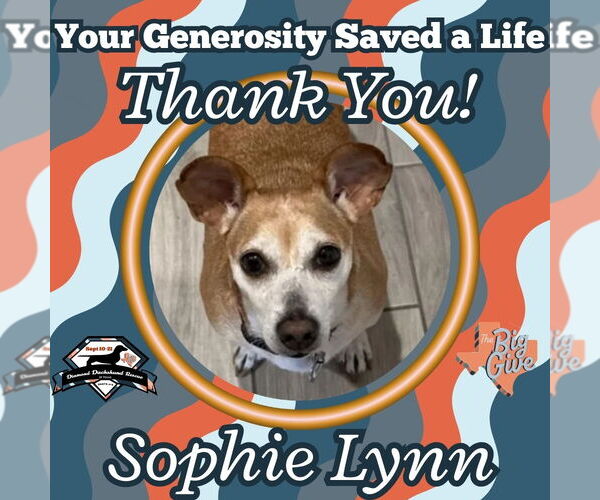 Medium Photo #6 Chiweenie Puppy For Sale in San Antonio, TX, USA