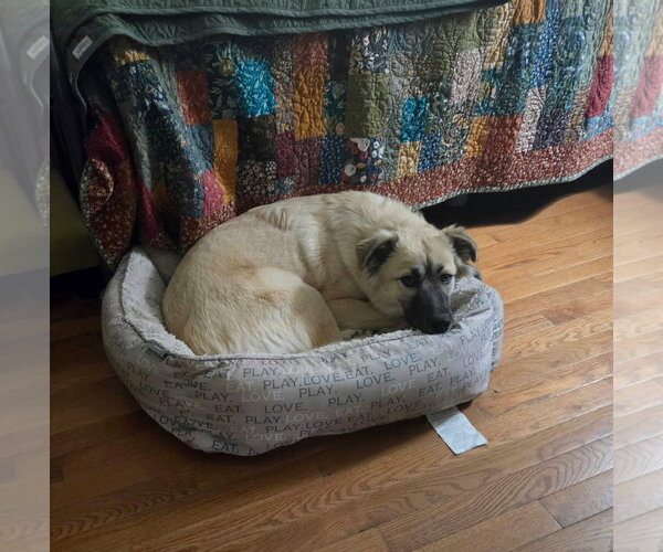 Medium Photo #3 Anatolian Shepherd Puppy For Sale in Bountiful, UT, USA