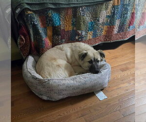 Willow - Female Anatolian Shepherd Dog for Adoption - Photo #3